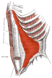 Musculos Transverso Abdominal