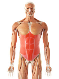 Músculos que se trabajan con abdominales para hernia discal