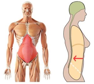 Musculo Transverso en objetivo de los Ejercicios Hipopresivos Para Columna Lumbar